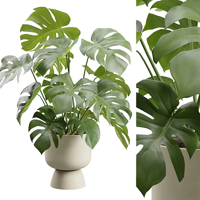 Decorative Indoor Monstera Potted Plant With Green Leaves In White Pot 3d model