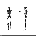 Human Skeleton Limbs Front And Side Views Showing Anatomical Bone Structure 3d model