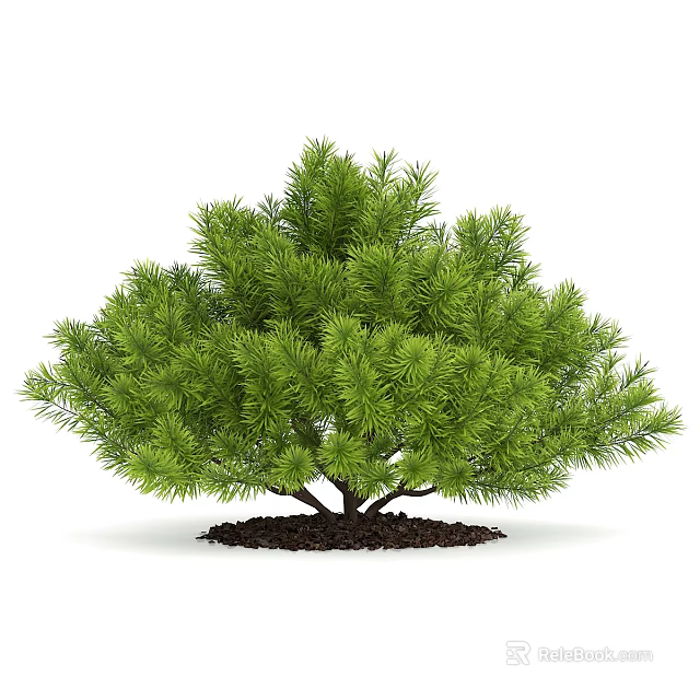 Lush Green Pine Tree With Dense Needles And Healthy Root In Soil 3d model 