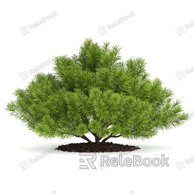 Pine garden plants model