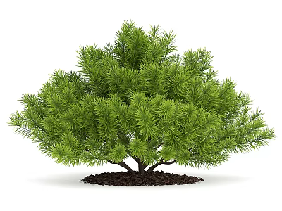 Lush Green Pine Tree With Dense Needles And Healthy Root In Soil 3d model