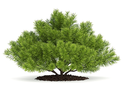 Pine garden plants model