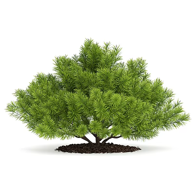 Lush Green Pine Tree With Dense Needles And Healthy Root In Soil 3d model Lush Green Pine Tree With Dense Needles And Healthy Root In Soil 3d model