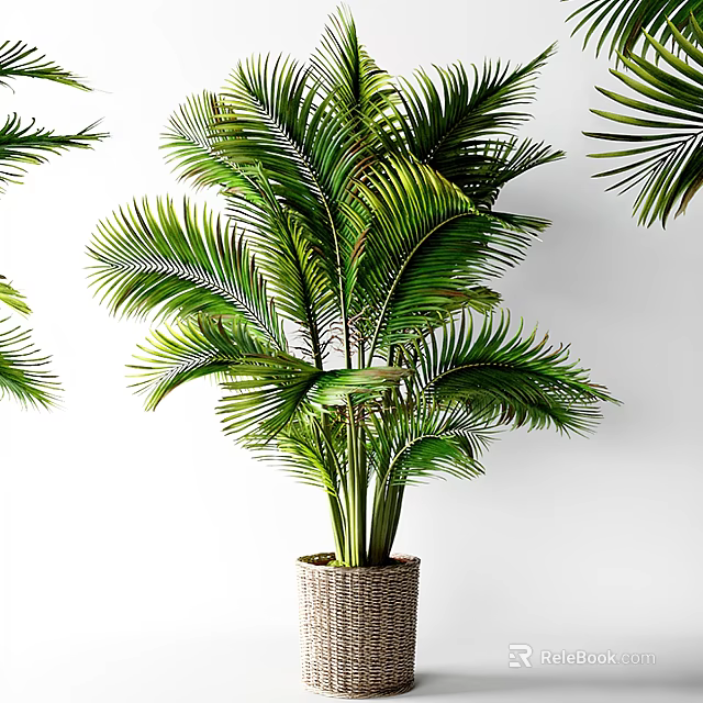 Potted Palm Plant with Lush Green Leaves in Woven Basket against White Background 3d model 