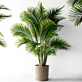 Potted Palm Plant with Lush Green Leaves in Woven Basket against White Background
