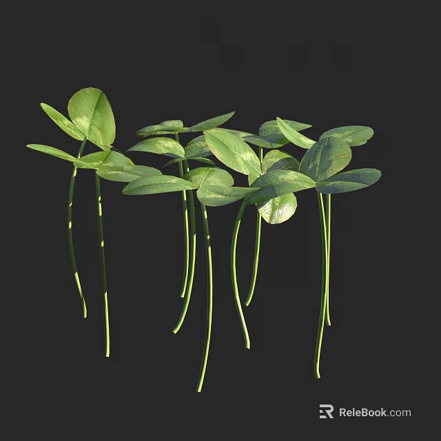 Clover Plants with Fresh Green Leaves Growing on Long Green Stems Against Dark Background 3d model 