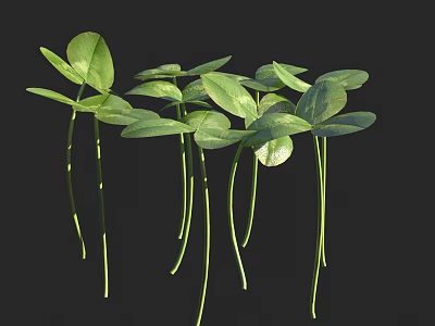 Clover Plants with Fresh Green Leaves Growing on Long Green Stems Against Dark Background 3d model