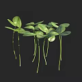Clover Plants with Fresh Green Leaves Growing on Long Green Stems Against Dark Background