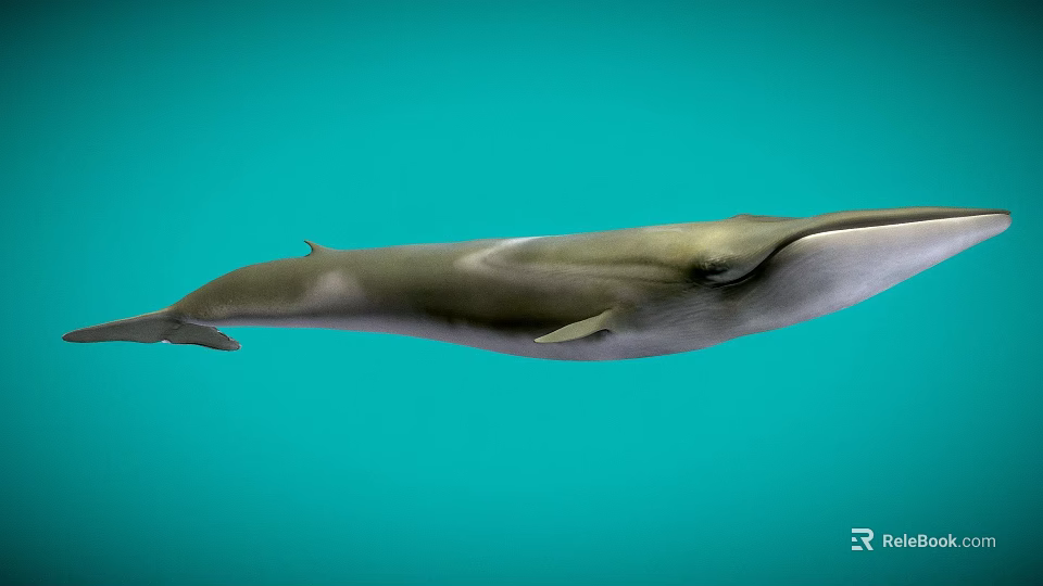 Realistic Whale Swimming Gracefully In Clear Blue Ocean Water Scene 3d model 