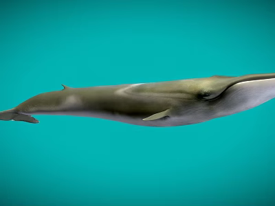 Realistic Whale Swimming Gracefully In Clear Blue Ocean Water Scene 3d model