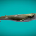 Realistic Whale Swimming Gracefully In Clear Blue Ocean Water Scene