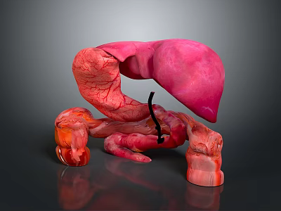 Abdominal Organs 3D Anatomical Model Showing Detailed Structure And Blood Vessels 3d model