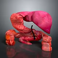Abdominal Organs 3D Anatomical Model Showing Detailed Structure And Blood Vessels