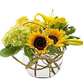 Fresh Flower Arrangement with Sunflowers Lilies and Green Hydrangeas in Glass Vase with Twisted Rattan