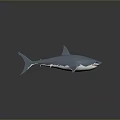 Lifelike Blue And White Shark 3D Model On Gray Background With Reflection 3d model
