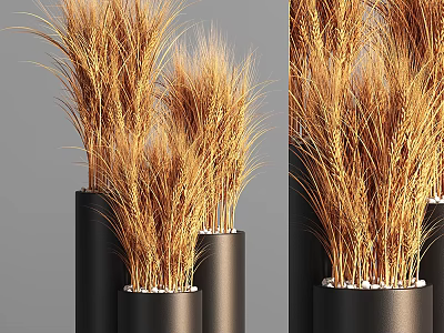 Golden Wheat Plants Arranged In Black Cylindrical Vases With White Pebbles 3d model