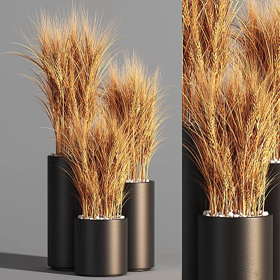Indoor plant set wheat 3d model