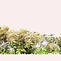Vibrant Floral Bush With Purple Flowers And Green Leaves In Garden