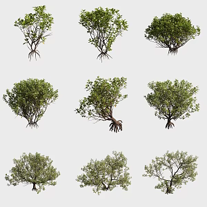 Tung Flower Tree Mangrove Plants 3d model