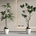 Decorative Bonsai Plants Featuring Fern and Leafy Greenery in White Planters