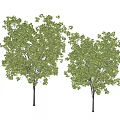 Two Green Leafy Trees With Slender Trunks And Shadows On White Ground 3d model