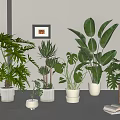 Indoor Potted Plants With Various Green Leafy Types In White Ceramic Pots For Home Decor