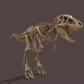 Complete Dinosaur Skeleton Fossil With Detailed Anatomical Structure And Natural Posture