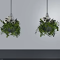 Hanging Basket Plants with Lush Green Leaves and White Flowers Hanging Indoors