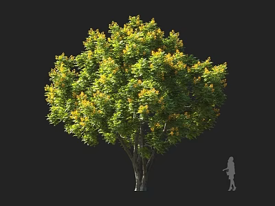 Lush Green Arbor With Yellow Flowers Multiple Trunks And Human Silhouette For Scale 3d model