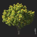 Lush Green Arbor With Yellow Flowers Multiple Trunks And Human Silhouette For Scale