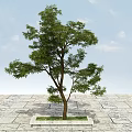 Tall Leafy Arbor With Green Foliage On Stone Slab Pavement Under Blue Sky