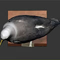 Standing Gray White Black Seabird Taxidermy With Red Base And Label On