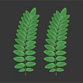 Two Fresh Green Pinnate Leaves Against Dark Background For Natural Decor