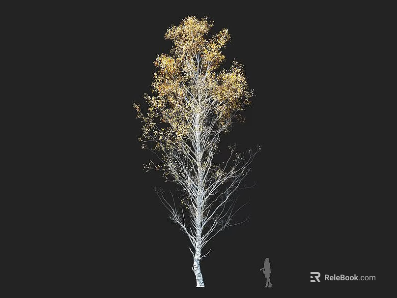Tall White Trunk Arbor with Yellow Leaves Isolated on Black Background and Human Figure 3d model 