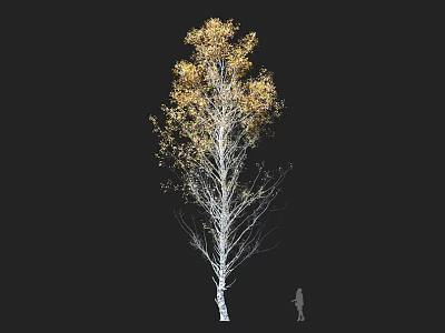 Tall White Trunk Arbor with Yellow Leaves Isolated on Black Background and Human Figure 3d model
