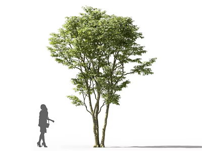 Leafy Green Arbor with Slender Trunk and Woman Silhouette Pointing 3d model