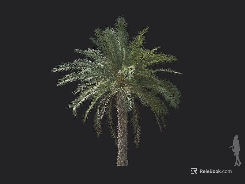 Tall Palm Tree With Thick Trunk And Lush Green Fronds Beside Human Figure For Comparison 3d model 