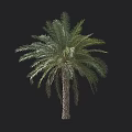 Tall Palm Tree With Thick Trunk And Lush Green Fronds Beside Human Figure For Comparison