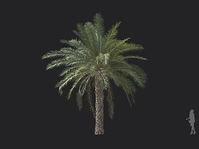 Tall Palm Tree With Thick Trunk And Lush Green Fronds Beside Human Figure For Comparison 3d model