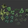 Various Green Plants With Different Leaf Types And Varied Sizes On Black Background 3d model