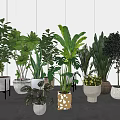 Various Indoor Potted Green Plants With Different Style Planters In Modern Setting