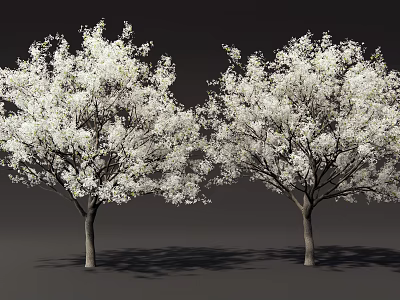 Two Flowering Arbor Trees With White Blossoms And Long Shadows On Dark Ground 3d model