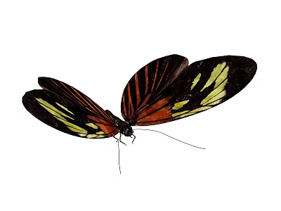 Colorful Flying Butterfly With Black Orange And Yellow Patterned Wings In Detailed Close Up View 3d model