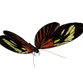 Modern Butterfly 3d model