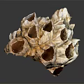 Orange and White Aquatic Sponge with Porous Structure and Multiple Holes
