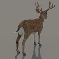 Realistic Spotted Buck Deer With Large Antlers Standing On Gray Background