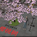 Cherry Blossom Tree With Pink Flowers And Person On Paved Square Ground