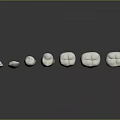 Tooth Models In Different Stages Showing Structure With Roots And Crowns On Gray Background 3d model