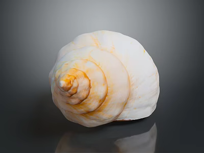 Beautiful Aquatic Conch Shell With White Yellow Stripes And Spiral Texture On Gray Background 3d model