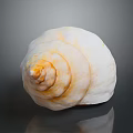 Beautiful Aquatic Conch Shell With White Yellow Stripes And Spiral Texture On Gray Background